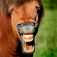 Hevosen hampaat - MiraVet